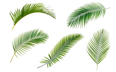 Poster Green palm leaves collection isolated on white background. © Suraphol