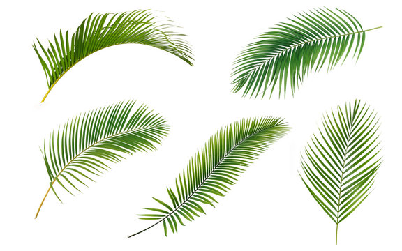 Green palm leaves collection isolated on white background.
