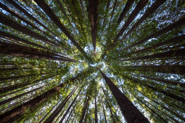 Redwood Forest Canopy