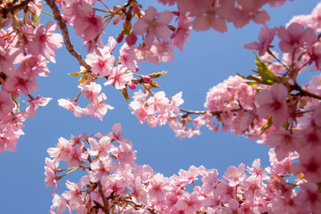 青空と河津桜の満開のクローズアップ