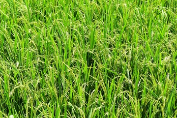 green rice in fied for background