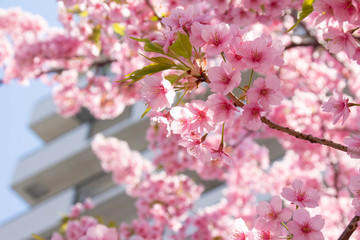 背景にマンションが見える河津桜