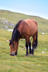 cavallo al pascolo in val Badia