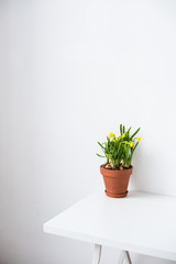 Fresh natural yellow daffodils in ceramic pot on white table near empty wall