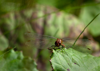 Libelle