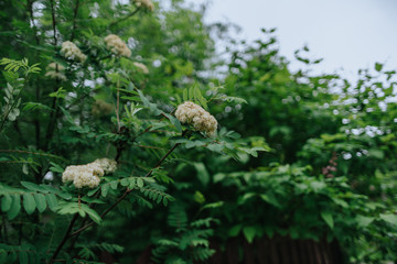 Flowering mountain ash with green leaves on a cloudy day