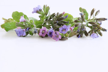 A beautiful spring bouquet, Pulmonaria officinalis , common names lungwort, common lungwort, Mary's tears or Our Lady's milk drops, on a wooden white background .Edible ,healthy .