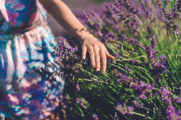 Girl hand touching lavender blossom on meadow. Blooming lavender field with purple flower bushes in...