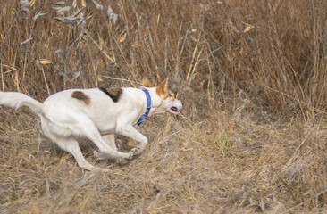Mixed-breed white dog galloping in wild grass while hunting outdoors