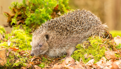 Hedgehog, (Erinaceus Europaeus) wild, native, European hedgehog in natural woodland setting with green moss and leaves.  Facing left.  Copyspace. Landscape. Horizontal.