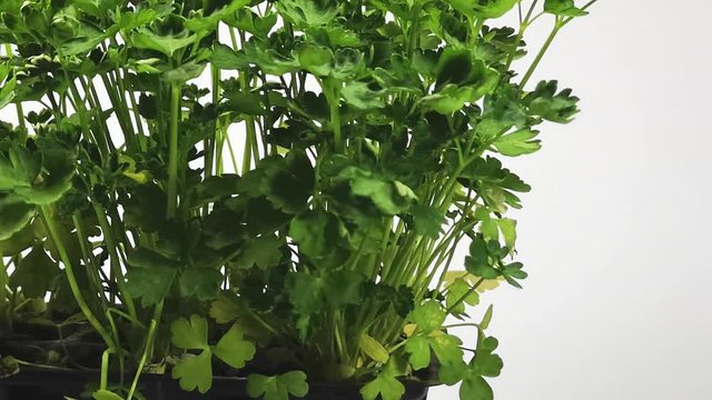 piantina di prezzemolo in vaschette per il trapianto