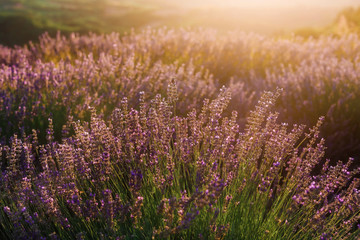 Blooming lavender field with golden evening light in Serbia. Summer rural landscape, bloomfield with purple herbs. Blossoming meadow with french lavender purple flower bushes closeup.