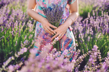 Girl's hand holding french lavender bouquet on meadow. Blooming lavender field with purple flower bushes in Vojvodina, Serbia. Gathering a bouquet of lavender on blossoming bloomfield.