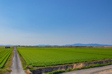 Fototapeta na wymiar 麦畑と道路　Wheat field＆road　佐賀平野　佐賀県