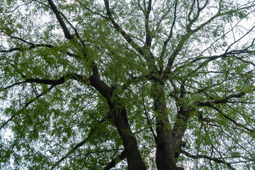 tree with green leaves