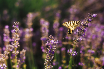 Butterfly on blooming lavender field with purple flower bushes in Vojvodina, Serbia. Summer floral bloomfield with violet herbs closeup view. Blossoming french lavender meadow in golden evening light.