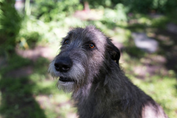 Closeup of beautiful grey Irish Wolfhound sitting in garden looking up with startled and slightly frightened expression