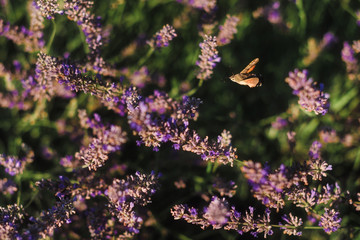 Hummingbird Hawk-moth flying on blooming lavender field with purple flower bushes in Vojvodina, Serbia. Summer floral bloomfield with violet herbs. Sphinx moth on blossoming french lavender meadow.