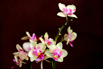 Naklejka na ściany i meble orchid flower on brown background