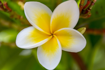 Fototapeta na wymiar Yellow and White Frangipani Flowers