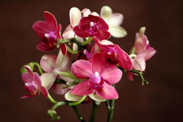 Fototapeta na wymiar orchid flower on brown background