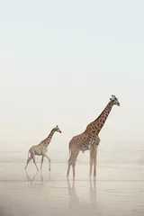 Gordijnen Twee giraffen lopen op een strand met kalm water en mist. Een babygiraf en een volwassen giraf die zich in het water bevinden. Wilde dieren, natuur. © yaroslav_melnyk