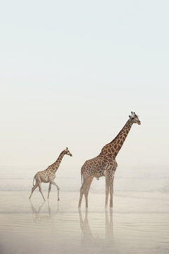 Two Giraffes Walking On A Beach With Calm Water And Fog. A Baby Giraffe And Adult Giraffe Standing In The Water. Wild Animals, Nature.