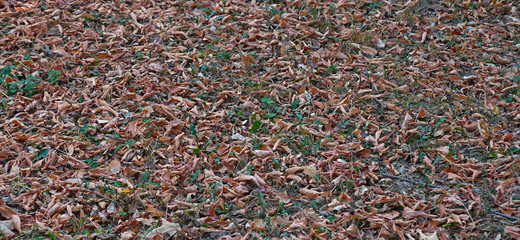 Dry brown fallen leaves on ground, full frame