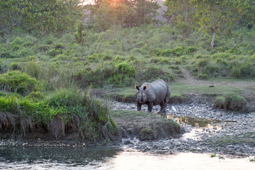 Frontal view of backlit staring female one-horned rhinoceros with grass in mouth near Chitwan National Park river, Nepal