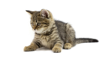 Cute tabby brown kitten lying and looking left isolated on white background. Newborn kitten, Kid animals and adorable cats concept