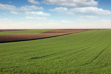 Fototapeta na wymiar young green wheat farmland landscape in spring