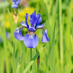 Blaue Schwertlilien, Iris © M. Schuppich