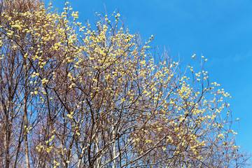 Shrubs blooming willow in the park on a spring sunny day. Seasonal allergy to pollen of flowering...