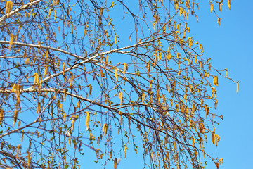 Birch tree (Lat. Betula) branches with young green leaves and flowered clusters on a spring sunny day against a blue sky. Natural background. Allergic reactions to birch pollen