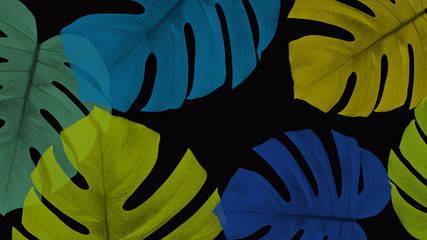 monstera color abstract background © sakdam