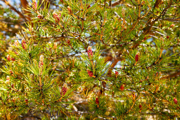 Fototapeta premium Strobiles - young pink cones of coniferous tree ( Lat. Pinus sylvestris) at spring day. Natural floral background