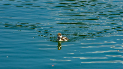 Ruddy shelduck or Tadorna ferruginea small chick close-up portrait swimming in pond, selective focus, shallow DOF