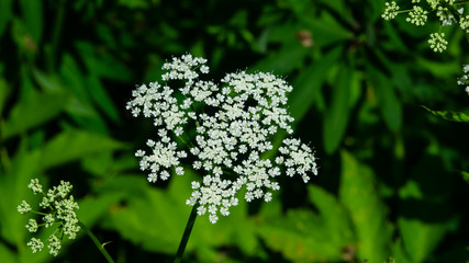 Aegopodium podagraria bishop's weed flower macro, selective focus, shallow DOF