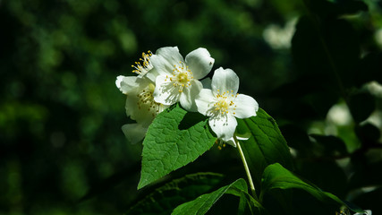 Fototapeta premium White flowers on mock-orange shrub with bokeh background, macro, selective focus, shallow DOF