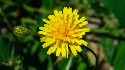 Flower of Crepis tectorum or Narrowleaf Hawksbeard close-up with bokeh background, selective focus, shallow DOF
