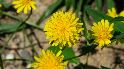 Flowers of Crepis tectorum or Narrowleaf Hawksbeard close-up with bokeh background, selective focus, shallow DOF