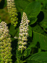 Indian poke or Phytolacca acinosa blossom close-up at flowerbed, selective focus, shallow DOF
