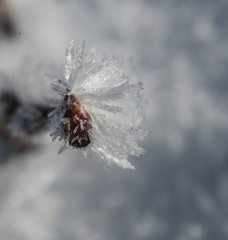 Frozen twig 