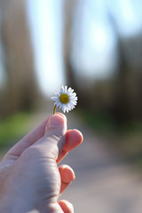 hand man close-up holding little flower daisy in a sunny day - hope concept.