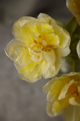 Naklejka na ściany i meble bouquet of yellow tulips