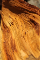 Wood texture, firewood. cut of a tree at sunset.