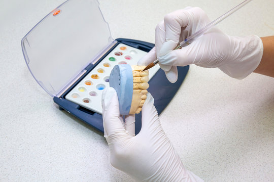 color matching on dentures. Paint brush with palette