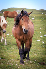 Fototapeta premium cavalli al pascolo in val Badia