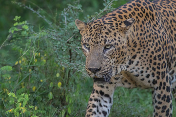 Fototapeta na wymiar Sri Lankan Leopard from Yala National Park