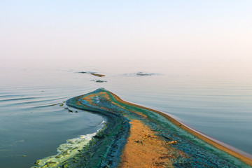 blue-green algae on the sandy shore of the bay of the Curonian Spit